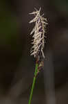 Blue Ridge sedge